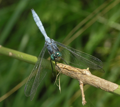 Orthetrum julia