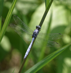 Orthetrum julia