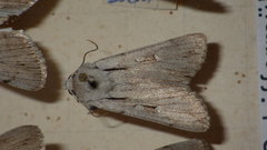 Dichagyris candelisequa