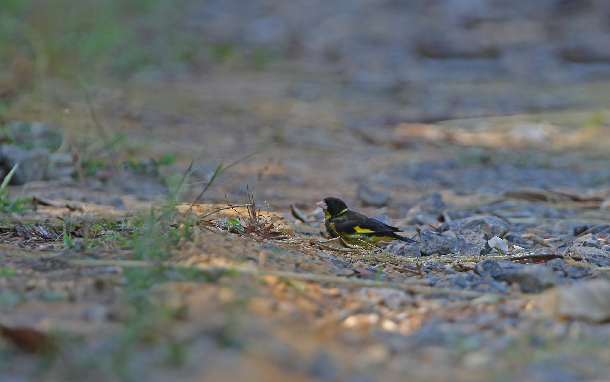 Vietnamese Greenfinch