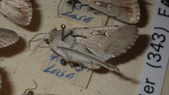 Dichagyris candelisequa