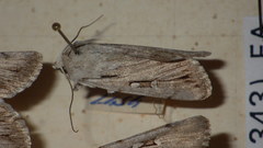Dichagyris candelisequa