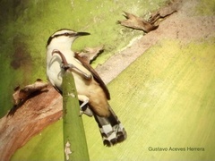 Campylorhynchus chiapensis