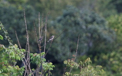 Acridotheres leucocephalus