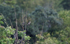 Acridotheres leucocephalus