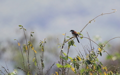 Lanius collurioides