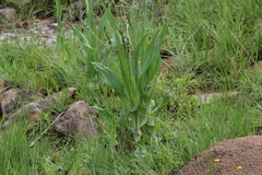 Hypoxis colchicifolia