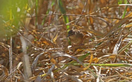 Dalat Bush Warbler (Locustella idonea), photo 4