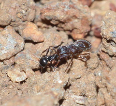 Meranoplus peringueyi