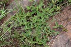 Argyrolobium pauciflorum