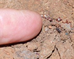 Meranoplus peringueyi