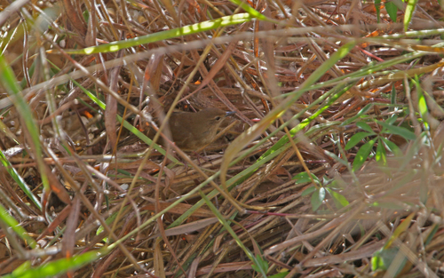 Russet Bush Warbler (Locustella mandelli), photo 7