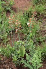 Eriospermum mackenii