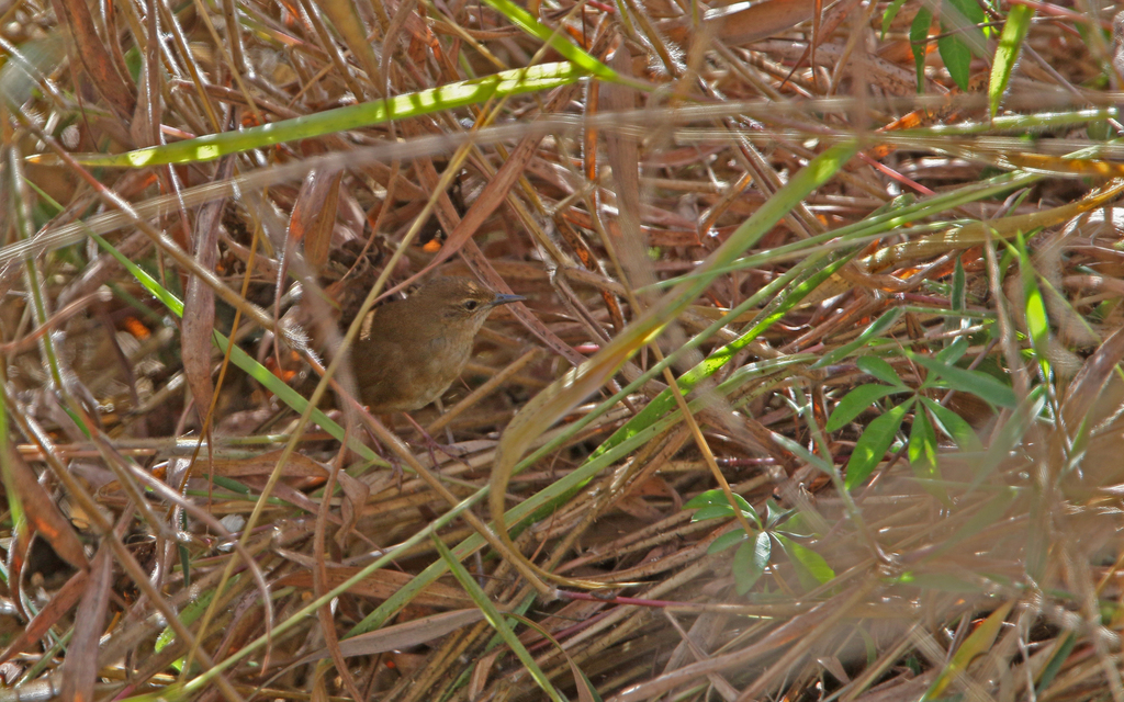 Dalat Bush Warbler (Locustella idonea) photo