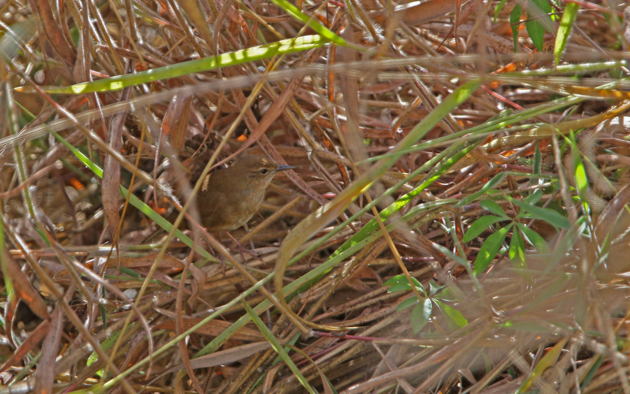 Russet Bush Warbler