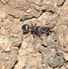 Meranoplus peringueyi