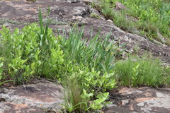 Hypoxis colchicifolia