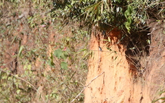 Ficedula mugimaki