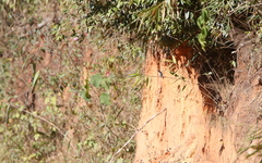 Ficedula mugimaki