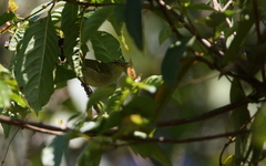 Phylloscopus ogilviegranti