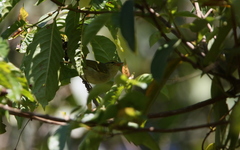 Phylloscopus ogilviegranti