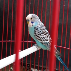 Melopsittacus