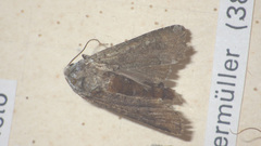Actebia praecox