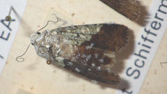 Actebia praecox