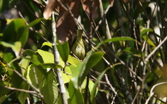 Phylloscopus ogilviegranti