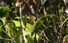 Phylloscopus ogilviegranti