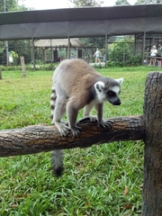 Lemur