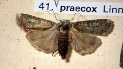 Actebia praecox