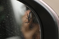 Hemithyrsocera histrio