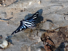 Jemadia fallax