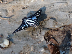 Jemadia fallax