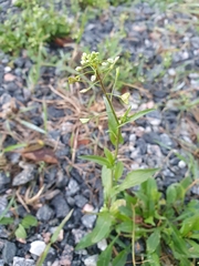 Capsella bursa-pastoris
