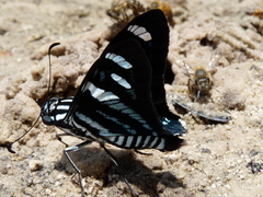 Jemadia hewitsonii