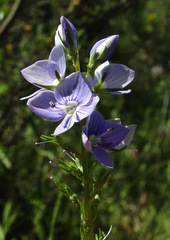 Veronica leiocarpa