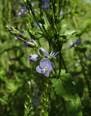 Veronica leiocarpa