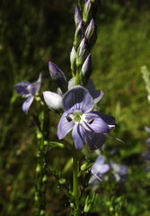 Veronica leiocarpa