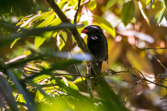 Saltator fuliginosus