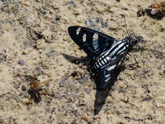 Jemadia hewitsonii