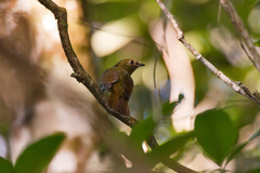 Schiffornis virescens