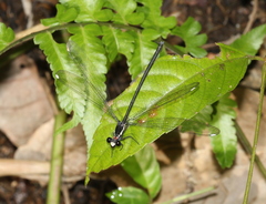 Podopteryx selysi