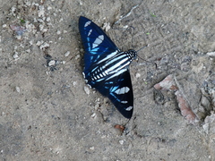 Jemadia hospita