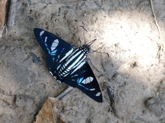 Jemadia hospita
