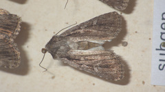 Dichagyris signifera