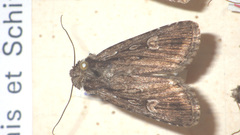 Dichagyris signifera