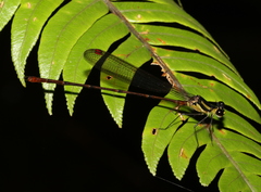 Protolestes leonorae