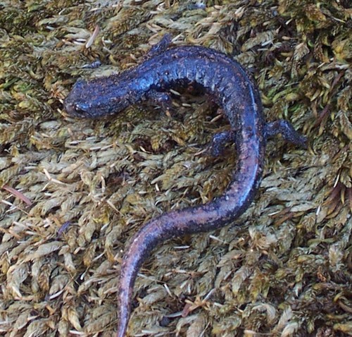 Leprous False Brook Salamander